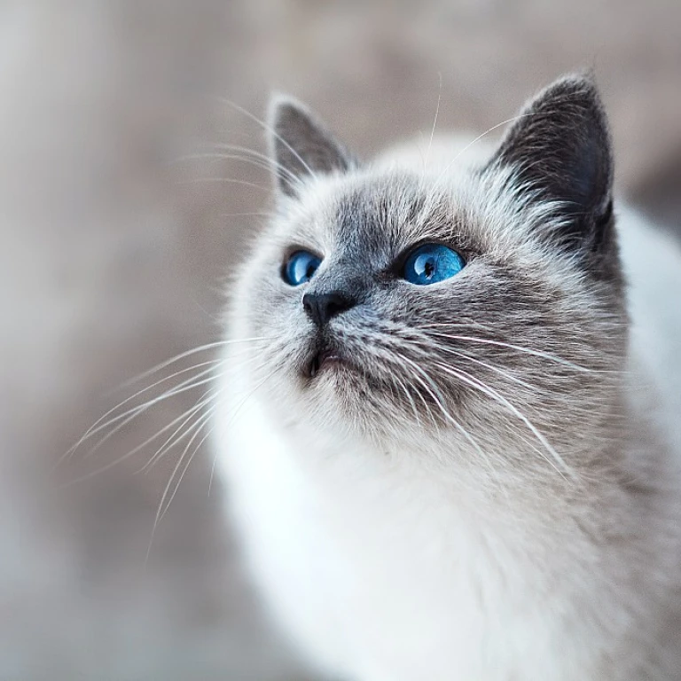 Exploring the Charm of Unique Necklaces for Cats