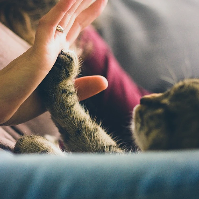 The Perfect Fit: Embrace the Charm of Adjustable Cat Rings