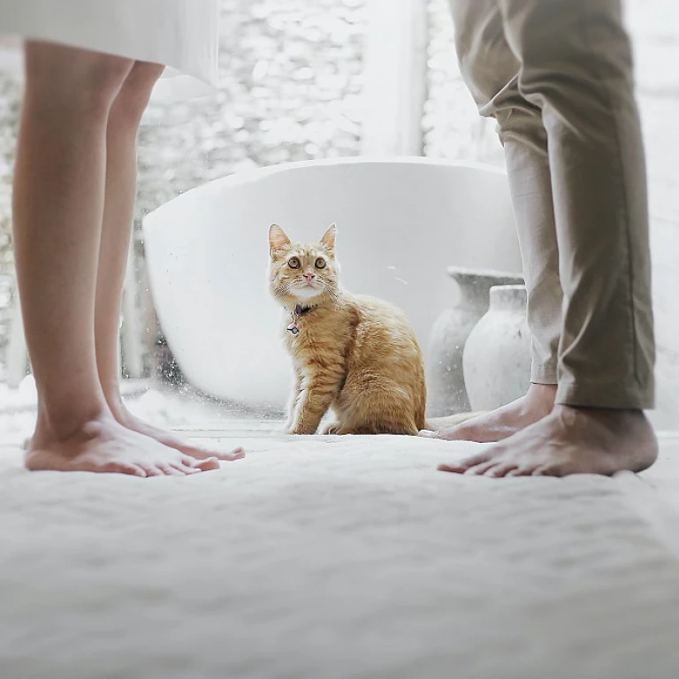 Charming Bracelets for Cat Enthusiasts