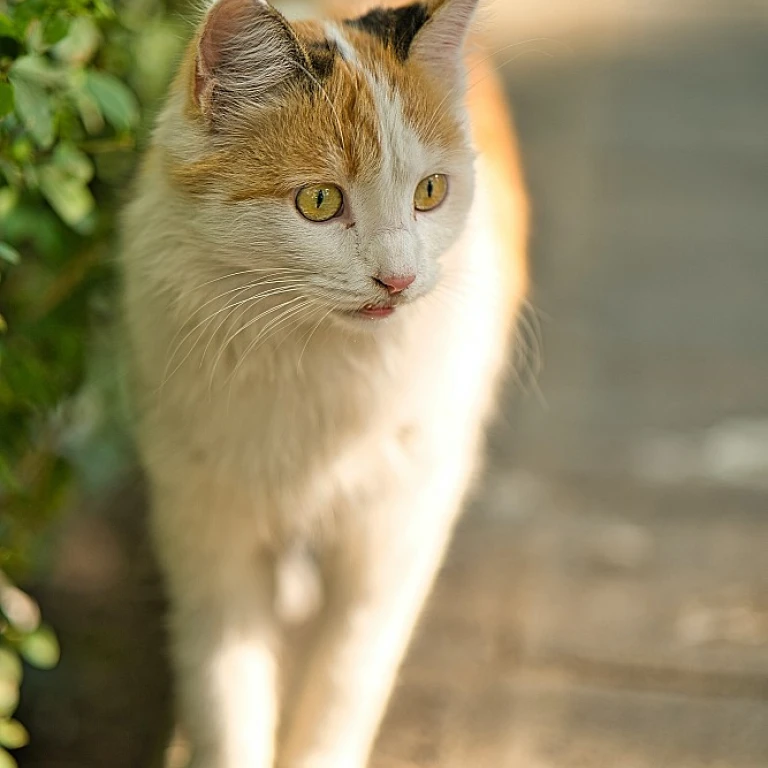 The Allure of Elegant Cat Jewelry