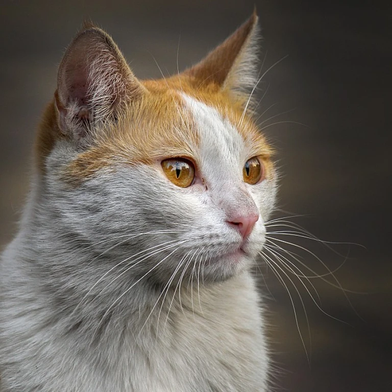 Enhancing Your Cat's Charm with a Quartz Necklace