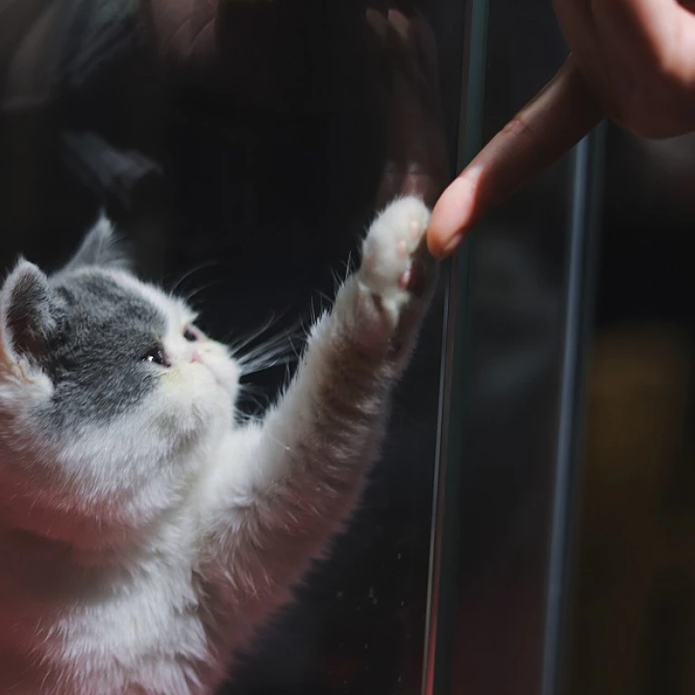 Embrace the Elegance of Minimalist Cat-Inspired Jewelry